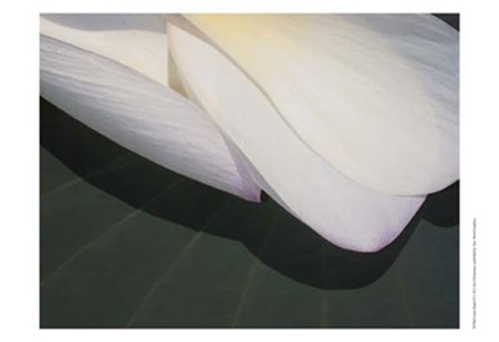 Lotus Detail II by Jim Christensen art print