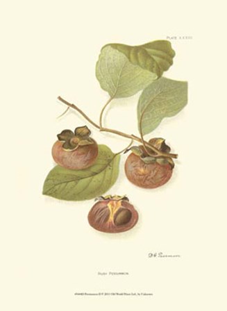 Persimmon II art print