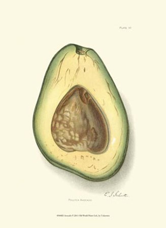 Avocado art print