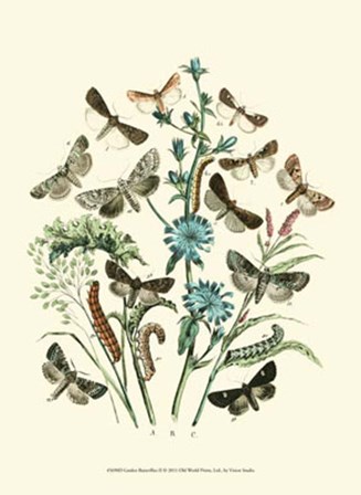 Garden Butterflies II by Vision Studio art print