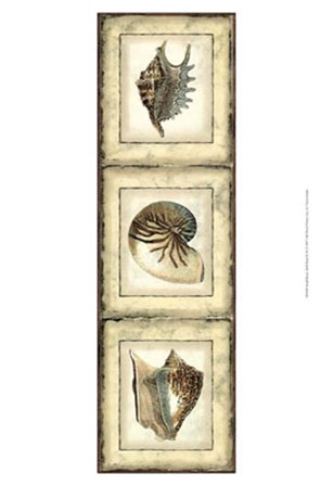 Small Rustic Shell Panel II by Vision Studio art print