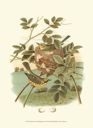 Golden Crowned Kinglet &amp; Nest art print