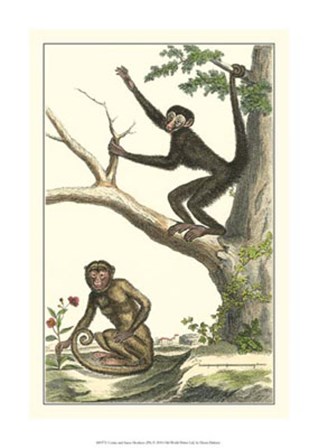 Coaita and Sajou Monkeys by Denis Diderot art print