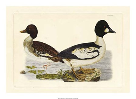 Duck I by John Selby art print