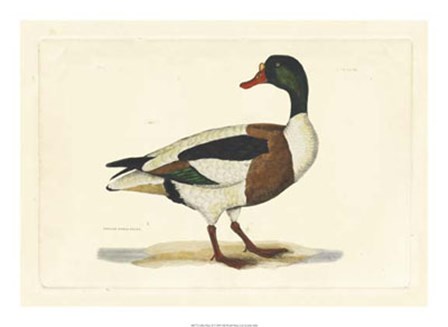 Duck II by John Selby art print