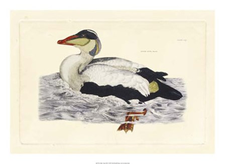 Duck III by John Selby art print