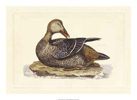 Duck IV by John Selby art print