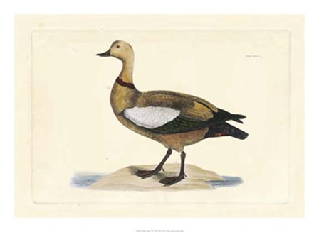 Duck V by John Selby art print