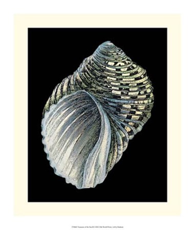 Treasures of the Sea III by Ehret and Redoute art print