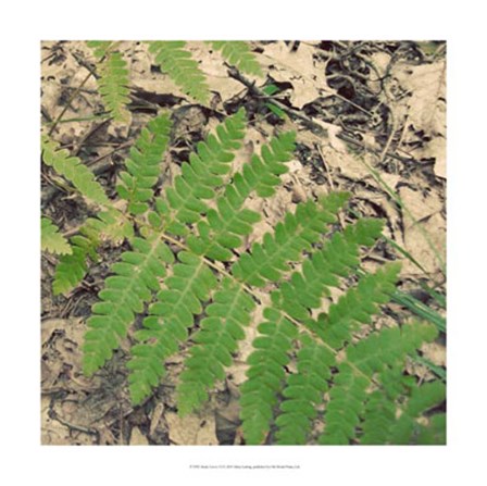 Shady Grove VI by Alicia Ludwig art print