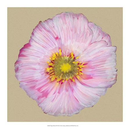 Poppy Blossom III by Alicia Ludwig art print