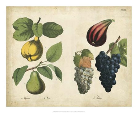 Kitchen Fruits IV art print