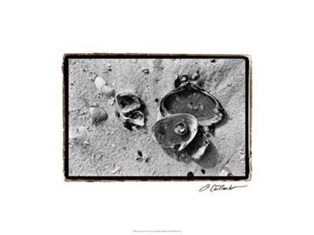 Sand Treasures II by Laura Denardo art print