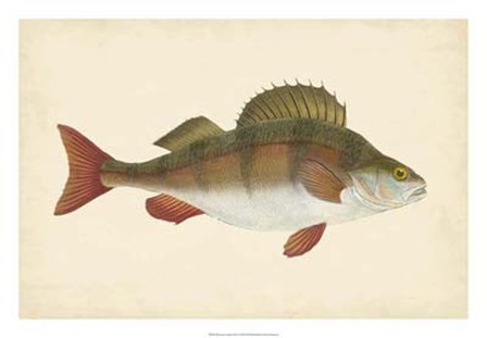 Antique Fish I by Maria Donovan art print