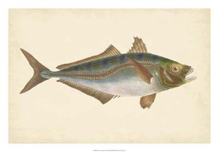 Antique Fish III by Maria Donovan art print