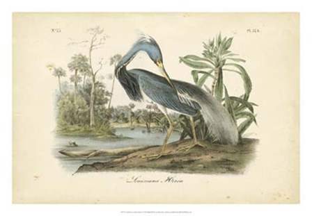 Audubon&#39;s Louisiana Heron by John James Audubon art print