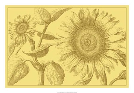Golden Sunflowers I by Vision Studio art print