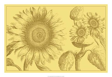 Golden Sunflowers II by Vision Studio art print