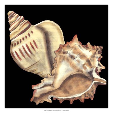 Tandem Shells I by Jennifer Goldberger art print