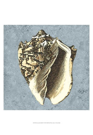 Stonewashed Shells I by Vision Studio art print