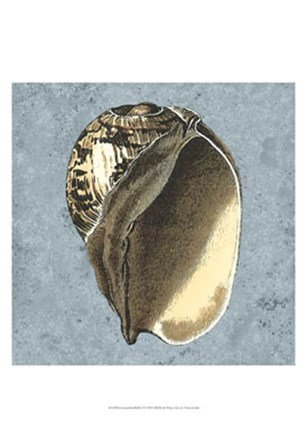 Stonewashed Shells II by Vision Studio art print