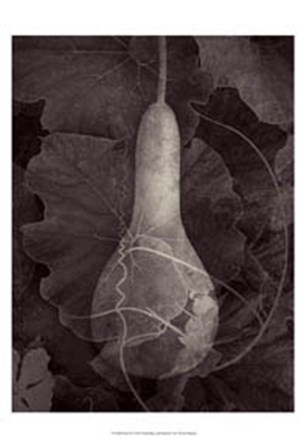 Gourd III by Elena Ray art print