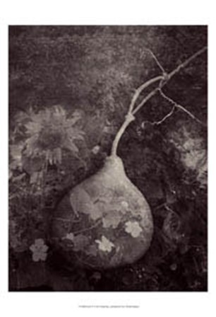 Gourd IV by Elena Ray art print