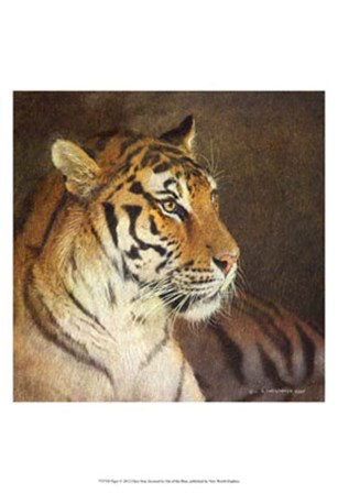 Tiger by Chris Vest art print