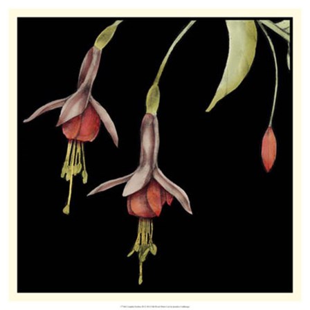 Graphic Fuchsia III by Jennifer Goldberger art print