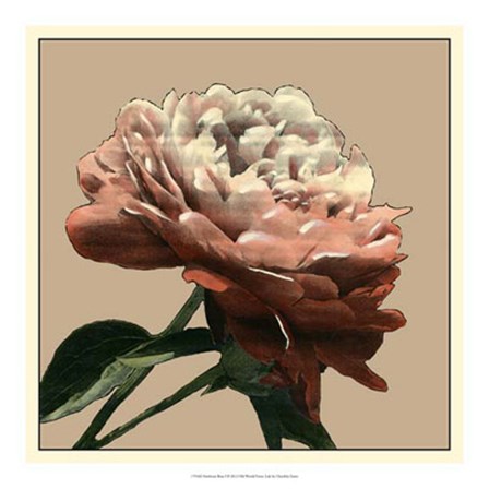 Heirloom Rose I by Chariklia Zarris art print