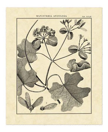 Vintage Botanical Study II by Charles Francois Sellier art print