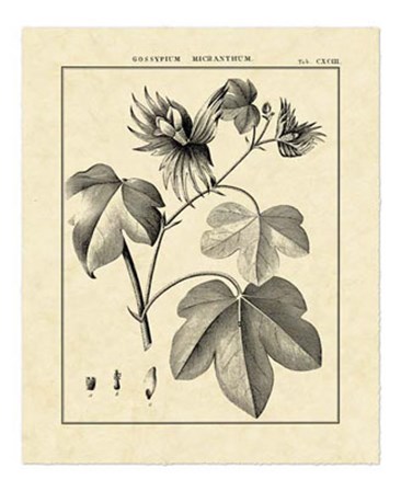 Vintage Botanical Study IV by Charles Francois Sellier art print