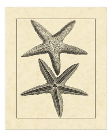 Antique&amp;Deckle Vintage Starfish I by Vision Studio art print