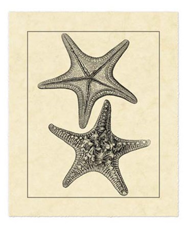 Antique&amp;Deckle Vintage Starfish II by Vision Studio art print