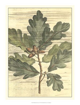 Weathered Oak Leaves I by Desahyes art print