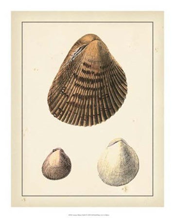Antique Diderot Shells II by Denis Diderot art print