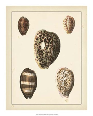 Antique Diderot Shells III by Denis Diderot art print