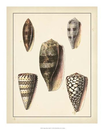 Antique Diderot Shells IV by Denis Diderot art print