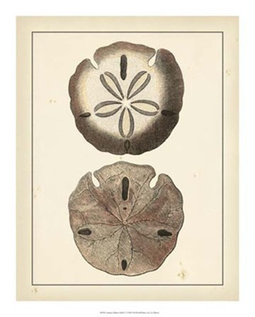 Antique Diderot Shells V by Denis Diderot art print