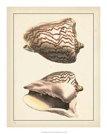 Antique Diderot Shells VI by Denis Diderot art print