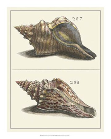 Seashell Menagerie II by Vision Studio art print