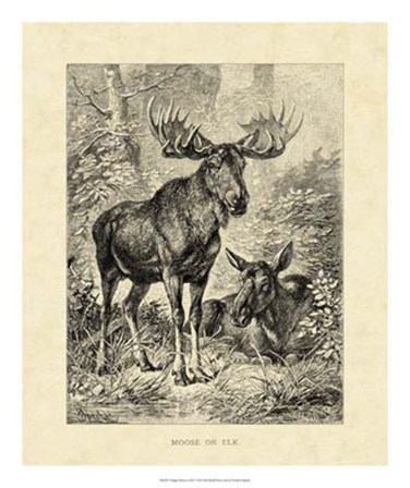 Vintage Moose or Elk by Friedrich Specht art print