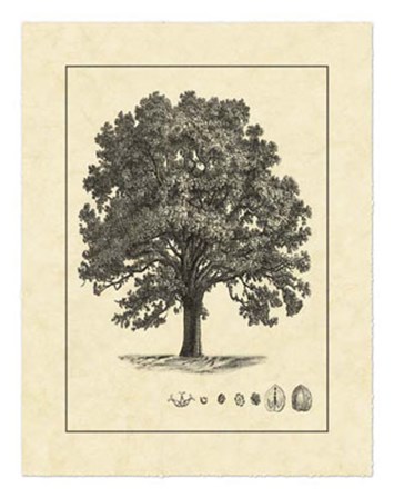 Vintage Tree I by Vision Studio art print