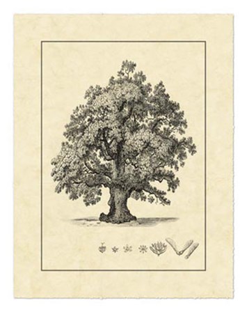 Vintage Tree III by Vision Studio art print