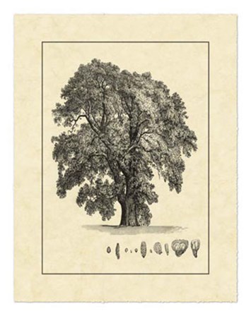 Vintage Tree IV by Vision Studio art print