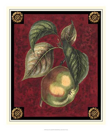 Pomme De Canada by Pierre-Joseph D&#39;avoine art print