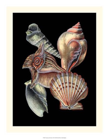 Treasures of the Sea I by Ehret and Redoute art print