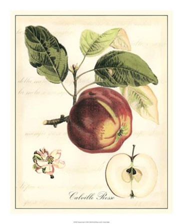 Tuscan Fruits I by Vision Studio art print