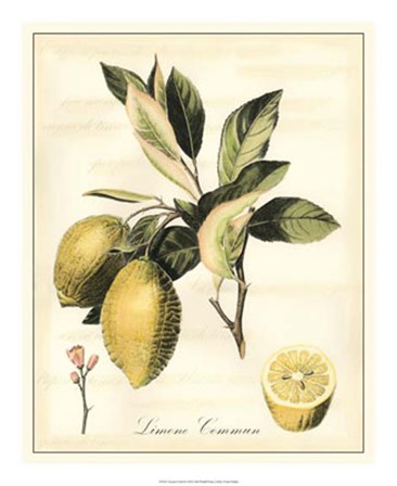 Tuscan Fruits II by Vision Studio art print