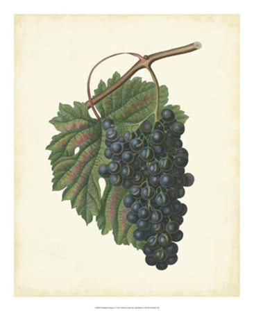 Plantation Grapes I art print